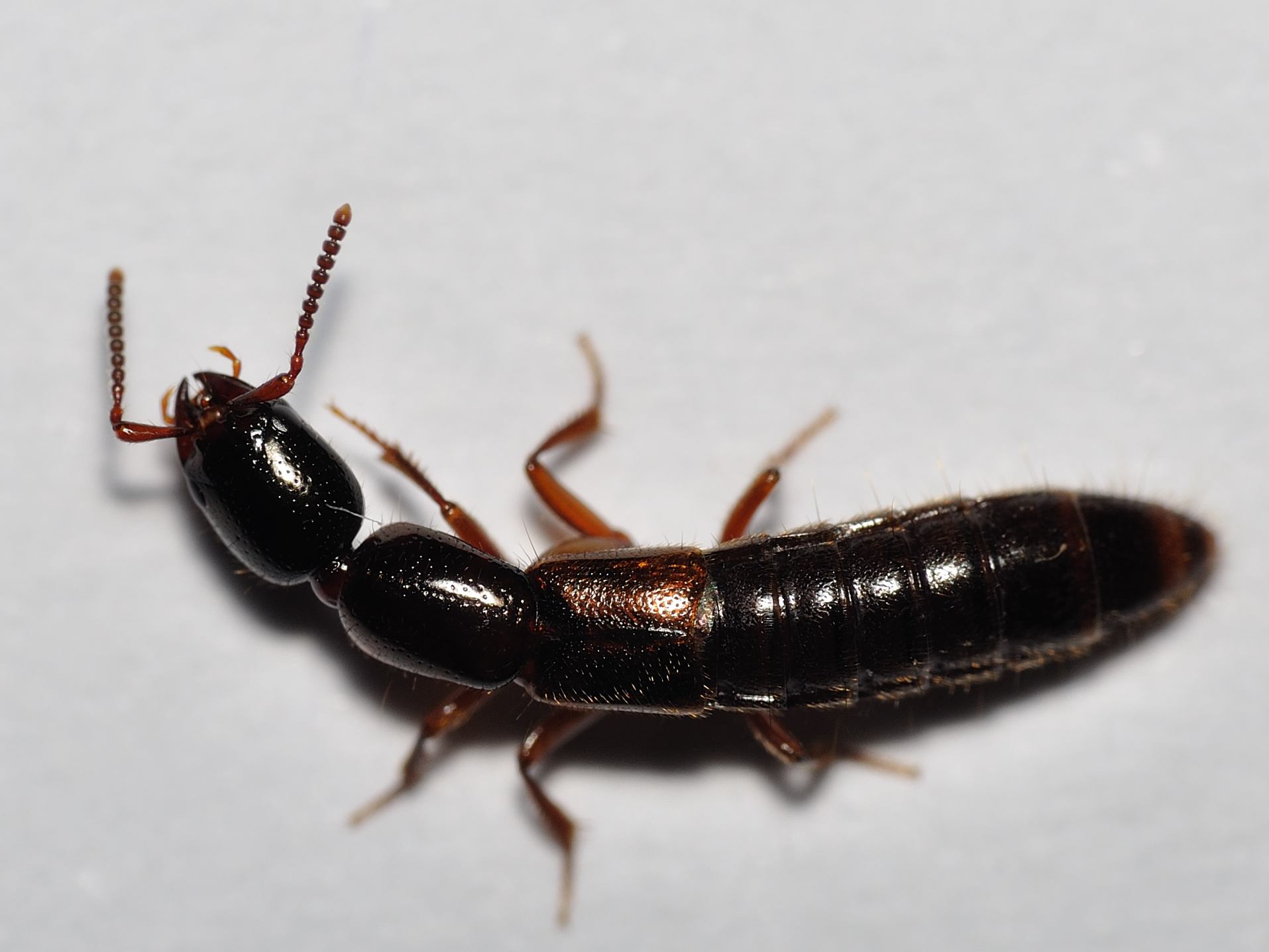 Staphylinidae: Othius punctulatus